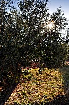 Morgensonne im Olivenhain