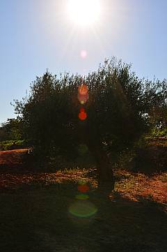 Olivenbaum in der Morgensonne