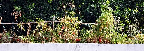Tomaten im Vorgarten