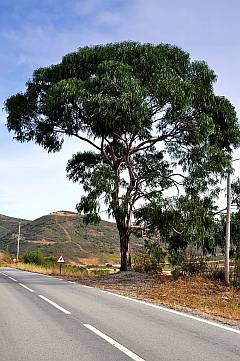 Alter Eukalyptusbaum