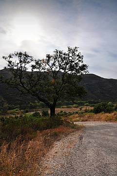 Korkeiche, Serra de Monchique