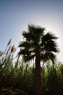 Palme im Bambus
