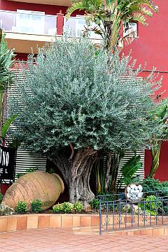 Fassade mit Olivenbaum