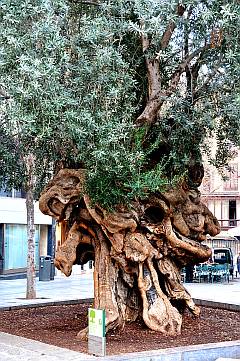 Naturdenkmal Olivenbaum
