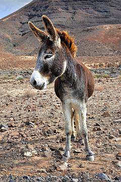Ein Esel auf Fuerteventura