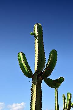 Kaktus auf Fuerteventura
