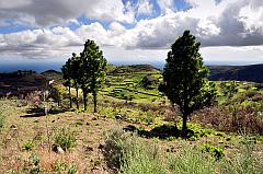 Landwirtschaft, Gran Canaria