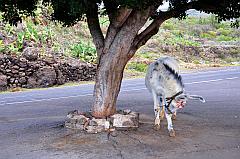 Olivenbaum mit Esel