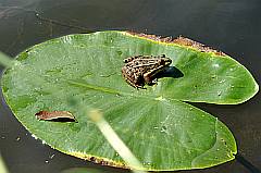 Frosch auf einem Seerosenblatt