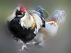 Hühner: Hahn und Henne traut vereint