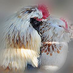 Stimmungs-Foto: verliebte Hühner in Pastell