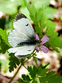 weißes Schmetterling Weibchen des Aurorafalters