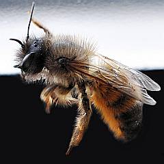 gratis Bild: Großaufnahme einer Biene