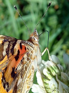 Foto: Portrait - Großaufnahme eines Schmetterling