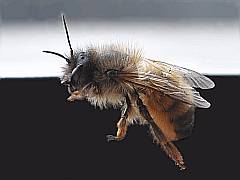 Fotografie einer Biene - Honigbiene