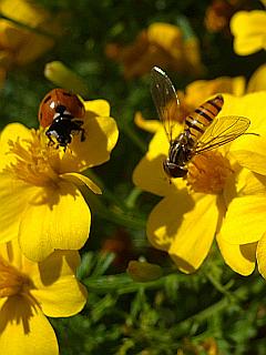 Nette Nachbarn: Marienkäfer und Schwebfliege auf gelben Blüten, Tagetes