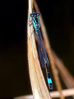 blaue Libelle auf Grashalm