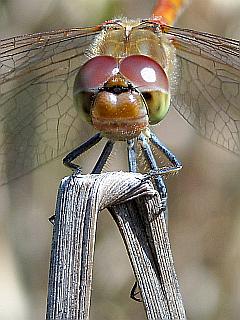 Makro-Fotografie: Großaufnahme einer Libelle