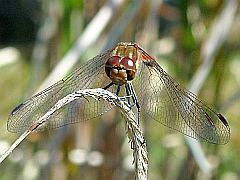 transparente, filligrane Flügel einer Libelle