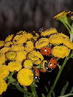 Fleißige Marienkäfer auf Rainfarn bei der Schädlingsbekämpfung