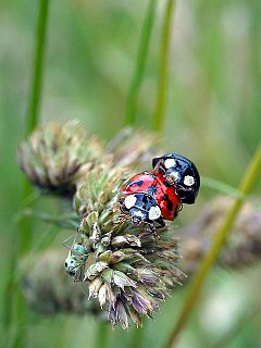 Insekten Großaufnahme: Marienkäfer Pärchen mit Heuschrecke im Gras