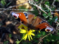 Foto: Schmetterling - Pfauenauge - Tagpfauenauge