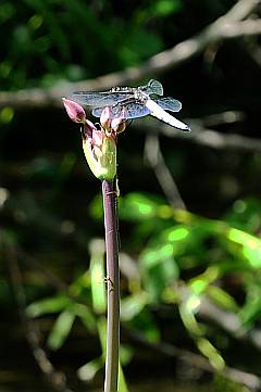 lizenzfreies Foto: Libelle auf Blüte