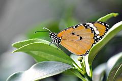 Kleiner Monarch, ein Schmetterling aus Afrika