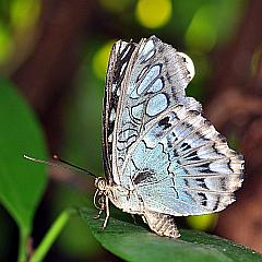 unbekannter blauer Schmetterling