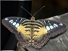 Fotos: Brauner Segler - Schmetterling
