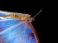 Flügelschlag eines Schmetterlings - blauer Himmelsfalter im Sturzflug