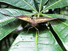 Schmetterling auf grünem Blatt