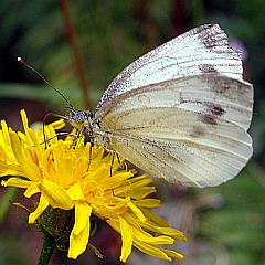 Großaufnahme eines weißen Schmetterlings auf gelber Blüte