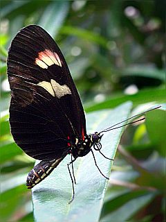 Schwarz-Bunter Schmetterling - Großer Kurier