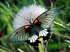 Großer Mormon Falter - Schmetterling auf Pusteblume