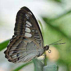 Insekten-Foto: Schmetterling