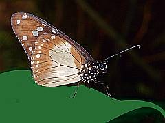 Makro-Fotografie: Monarch Falter auf grünem Blatt
