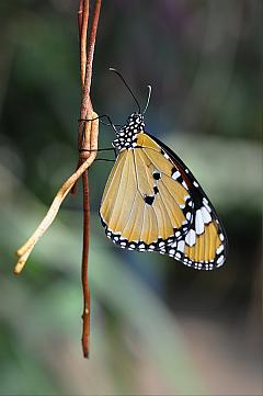 Schmetterlings-Foto: Kleiner Monarch