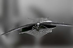 Frontalaufnahme eines Schmetterlings in schwarz-weiß