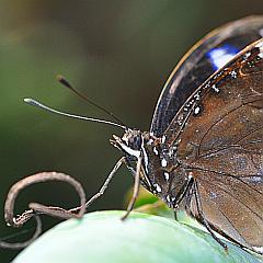 Makro-Fotografie: Körperbau eines Schmetterlings