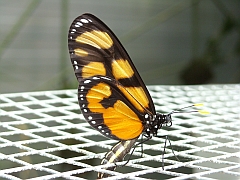 Photos Schmetterlinge