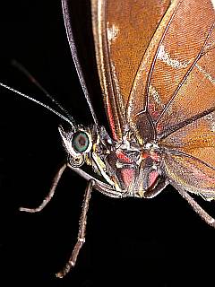Makro-Fotografie: Schmetterlings-Kopf mit Auge und Rüssel