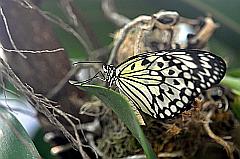 Foto Schmetterling lizenzfrei: Weiße Baumnymphe