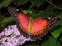 Schmetterling auf Blüten: Spitzenflügel - Cethosia Biblis