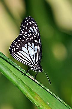 weiße Baumnymphe - ein tropischer Schmetterling