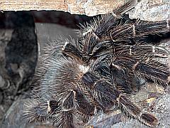 Bild: Vogelspinne kriecht aus ihrer Höhle