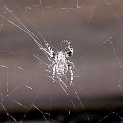Spinne im Netz