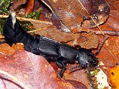 schwarzer Moderkäfer - dunkler Raubkäfer