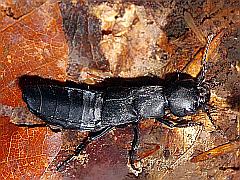 dunkler Raubkäfer - schwarzer Moderkäfer