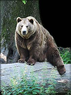 Brauner Bär auf altem Baustamm